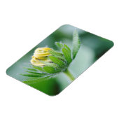 Opening Flower Of Cone Flower Magneet (Linkerzijde)