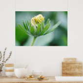 Opening Flower Of Cone Flower Poster (Keuken)