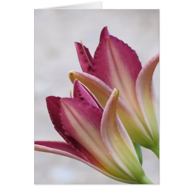 Opening van Petals - Daylilies (Voorkant)