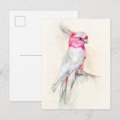 Opera Cockato Briefkaart (Voorkant / Achterkant)