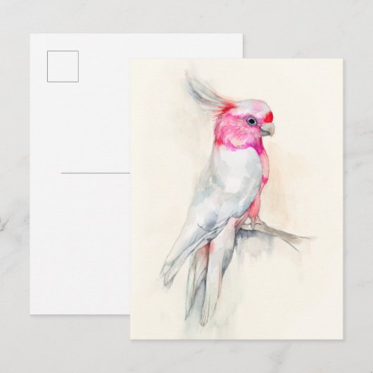 Opera Cockato Briefkaart (Voorkant / Achterkant)