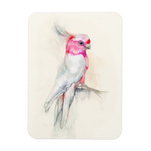 Opera Cockato Magneet