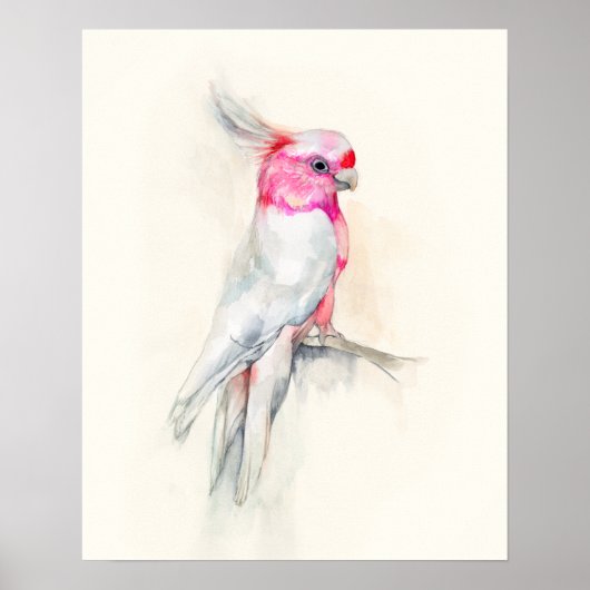 Opera Cockato Poster (Voorkant)