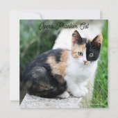 Opera Phantom Cat (Voorkant)