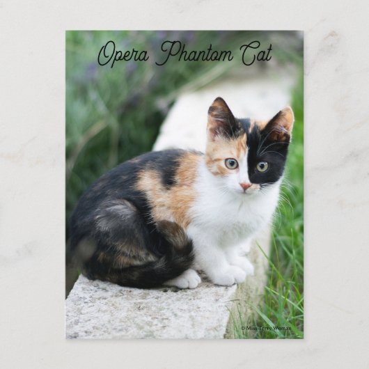 Opera Phantom Cat Informatiekaartje (Voorkant)