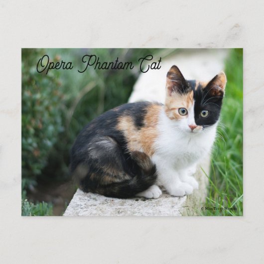 Opera Phantom Cat Uitnodiging Briefkaart (Voorkant)