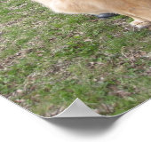 operabel poster (Hoek)