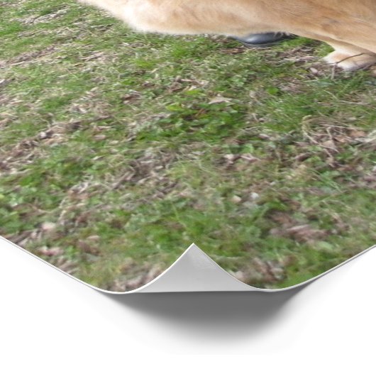 operabel poster (Hoek)