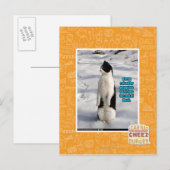 Opgegroeid door pinguïns briefkaart (Voorkant / Achterkant)