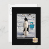 Opgegroeid door pinguïns briefkaart (Voorkant / Achterkant)