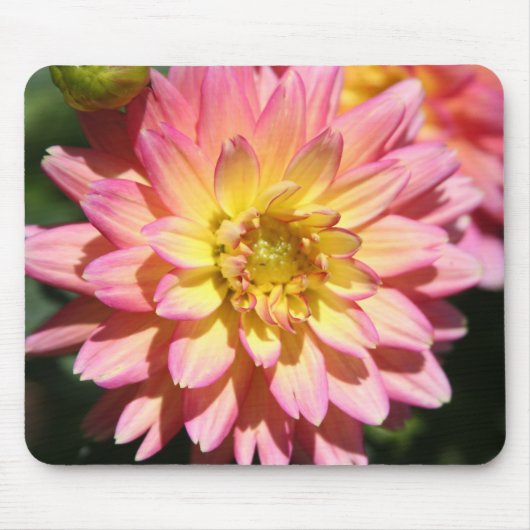 Opgele roze Dahlia Flower Muismat (Voorkant)