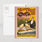 Opgeleide varkens Circus Poster Briefkaart (Voorkant / Achterkant)