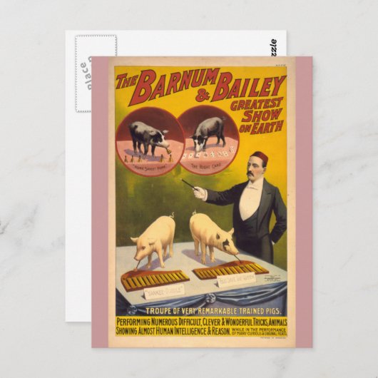 Opgeleide varkens Circus Poster Briefkaart (Voorkant / Achterkant)