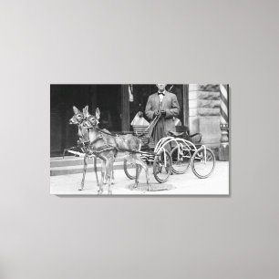Opgeleide verdier, geërfd met een opgerold hok op canvas afdruk