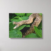Opgerolde ratelslang in Hosta-plant Canvas Afdruk (Voorkant)