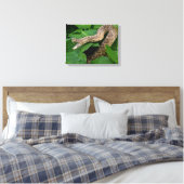 Opgerolde ratelslang in Hosta-plant Canvas Afdruk (Insitu (Slaapkamer))