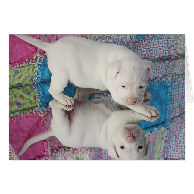 Opgeslagen 4-weekse oude uppy (Voorkant Horizontaal)