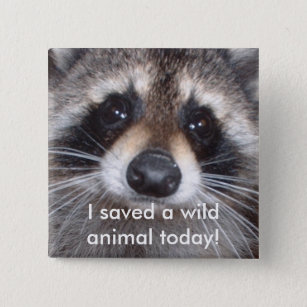 Opgeslagen wild dier - wasbeer vierkante button 5,1 cm
