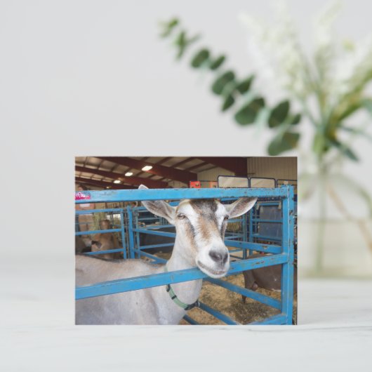 Opgesloten Geit Briefkaart (Staand voorkant)