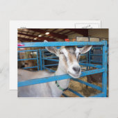 Opgesloten Geit Briefkaart (Voorkant / Achterkant)