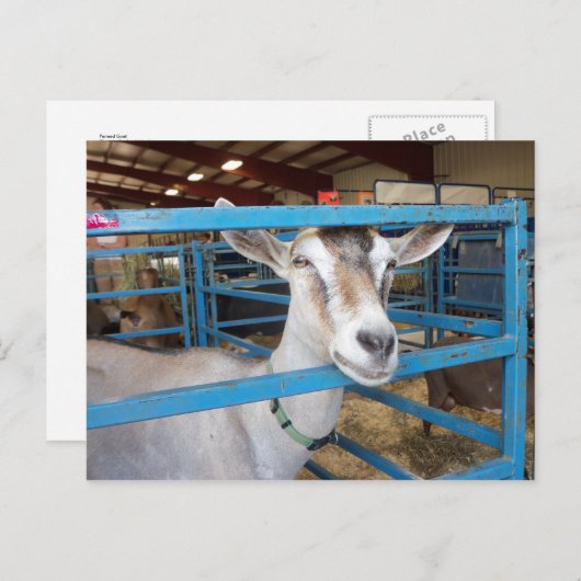 Opgesloten Geit Briefkaart (Voorkant / Achterkant)