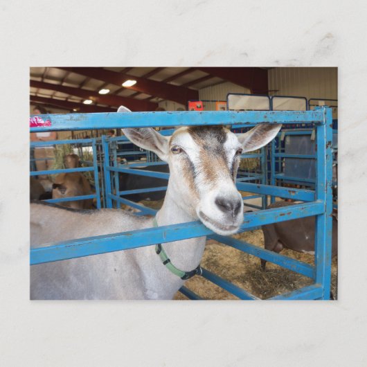 Opgesloten Geit Briefkaart (Voorkant)