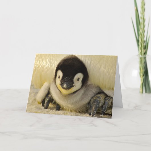 Opgevouwen Note Kaart BABY PENGUIN (Voorkant)