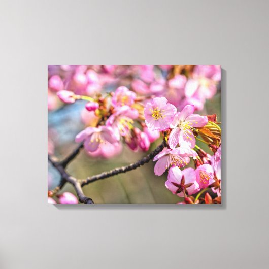 Opgewekt cascade van Sakura-bloemen op een lenteda Canvas Afdruk (Voorkant)