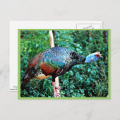 Opgezegd Turkije Briefkaart (Voorkant / Achterkant)