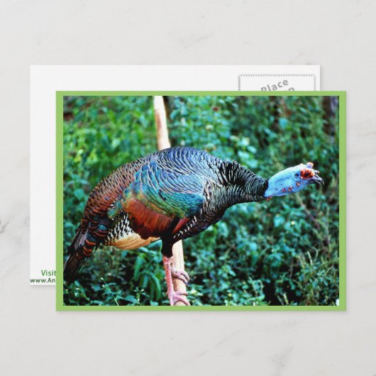 Opgezegd Turkije Briefkaart (Voorkant / Achterkant)