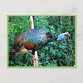 Opgezegd Turkije Briefkaart (Voorkant)