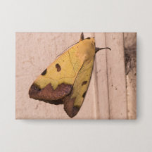 Ophiusa tirhaca, de groene draak