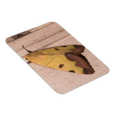 Ophiusa tirhaca, de groene draak magneet (Rechterzijde)