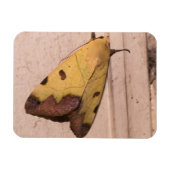 Ophiusa tirhaca, de groene draak magneet (Horizontaal)