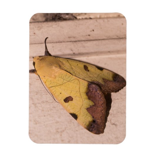 Ophiusa tirhaca, de groene draak magneet (Verticaal)