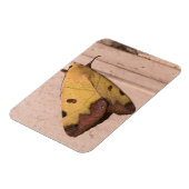 Ophiusa tirhaca, de groene draak magneet (Linkerzijde)