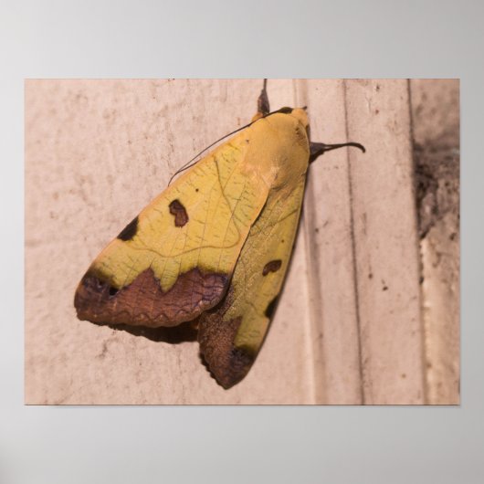 Ophiusa tirhaca, de groene draak poster (Voorkant)