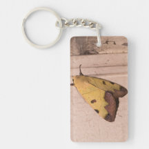 Ophiusa tirhaca, de groene draak