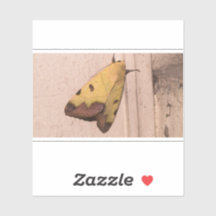 Ophiusa tirhaca, de groene draak