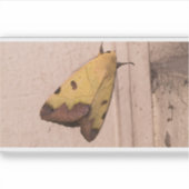 Ophiusa tirhaca, de groene draak sticker (Voorkant)