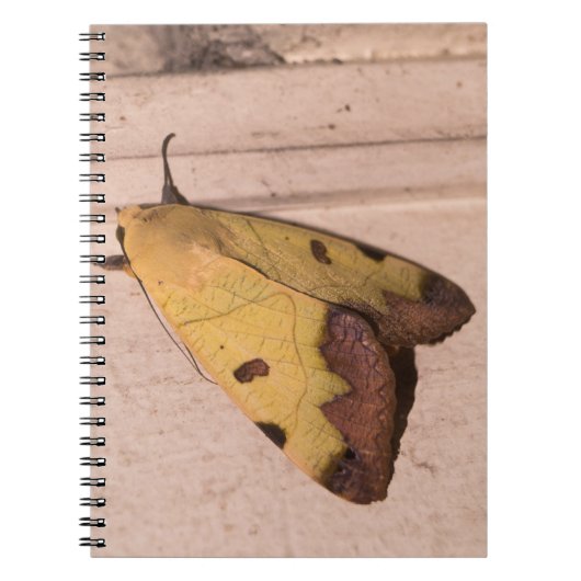 Ophiusa tirhaca, de groene drab notitieboek (Voorkant)