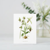 Ophrys araneifera briefkaart (Staand voorkant)