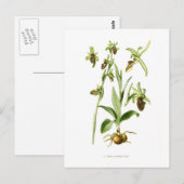 Ophrys araneifera briefkaart (Voorkant / Achterkant)