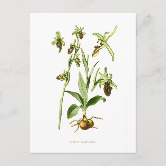 Ophrys araneifera briefkaart (Voorkant)