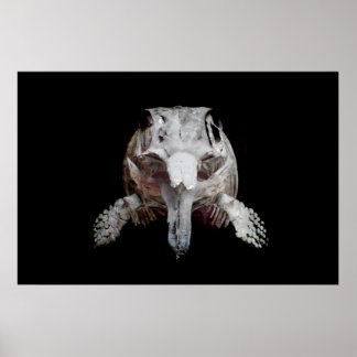 Ophthalmosaurus Poster