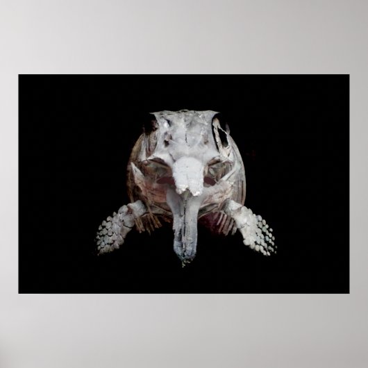 Ophthalmosaurus Poster (Voorkant)
