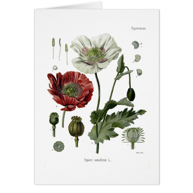 Opiumpapaver (Voorkant)