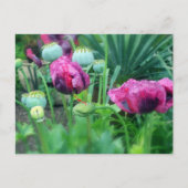 Opiumpapaver Briefkaart (Voorkant)