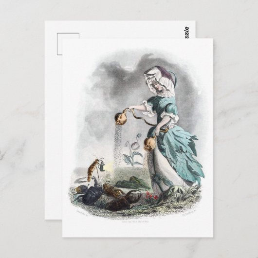 Opiumpapaver Briefkaart (Voorkant / Achterkant)