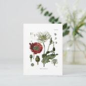 Opiumpapaver Briefkaart (Staand voorkant)